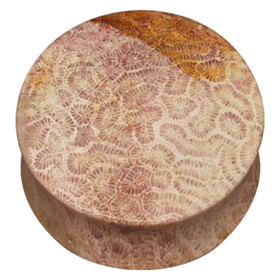 Brain Coral Plug