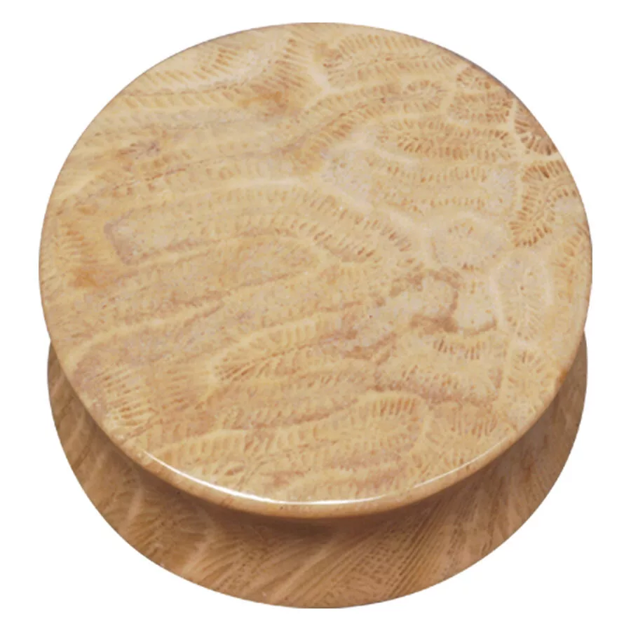 Brain Coral Plug
