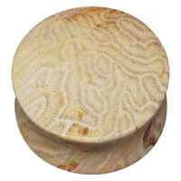 Brain Coral Plug