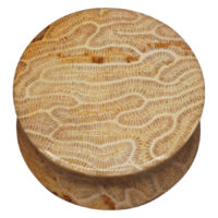 Brain Coral Plug