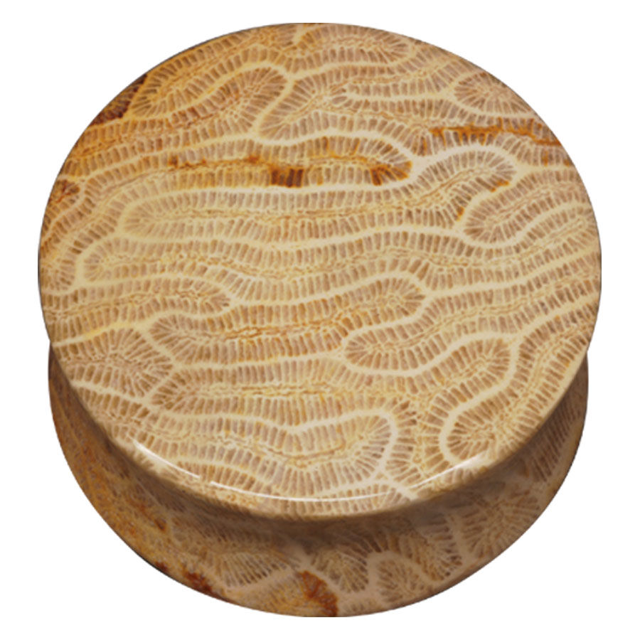Brain Coral Plug