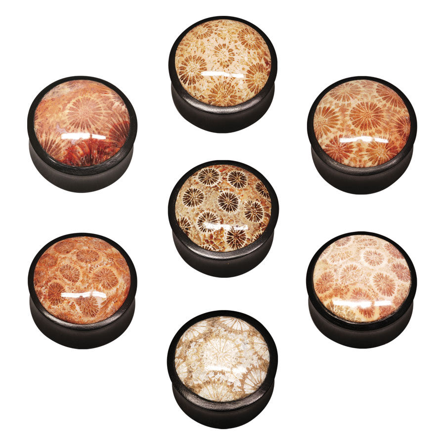 Buffalo Horn Plug Fossilized Coral Inlay Buffalo Horn Plug Fossilized Coral Inlay